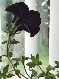 Close-up of flowering plant against window