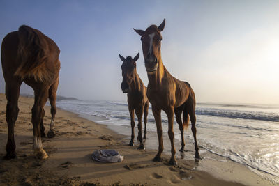 Horse standing at beach