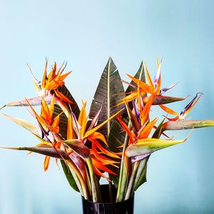 Low angle view of flowering plant against sky