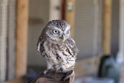 Close-up portrait of owl perching outdoors