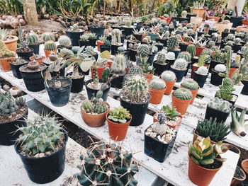 High angle view of potted plants in greenhouse