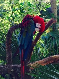 Close-up of bird perching on branch