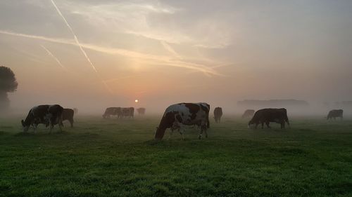 Cows captured during early morning