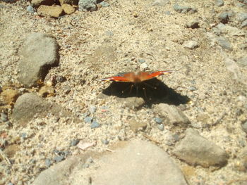 High angle view of insect on rock