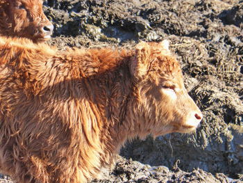 Side view of horse on field