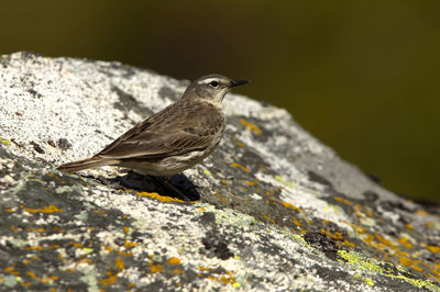 Close-up of bird perching on rock