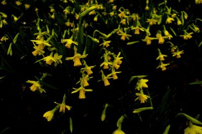 Full frame shot of yellow leaves