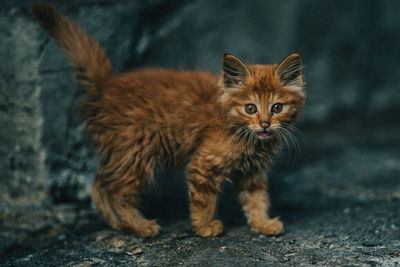 Close-up portrait of a cat