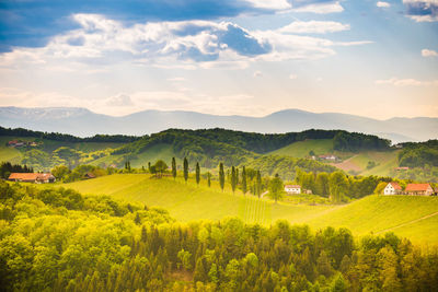 Scenic view of agricultural field against sky