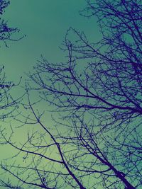 Low angle view of tree against clear sky