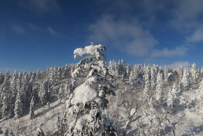 Low angle view of snow covered trees against sky