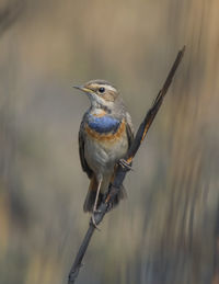 Close-up of bird perching on branch