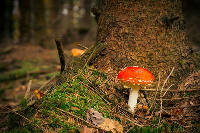 Close-up of mushroom growing on tree trunk in forest