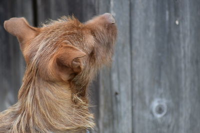 Close-up of dog