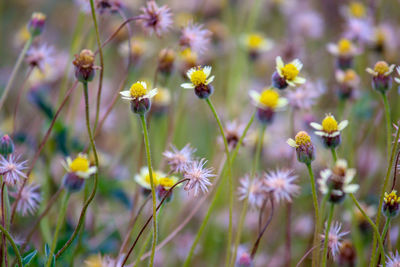 Close-up of yellow flowering plants on field