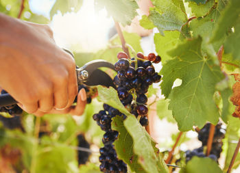 Close-up of hand holding grapes