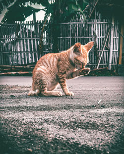 Side view of a relaxed cat