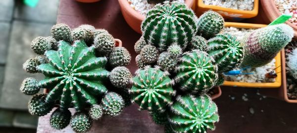 Close-up of succulent plant in pot