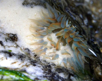 Close-up of coral in sea