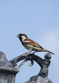 Low angle view of bird perching on metal against sky