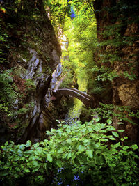 View of trees in forest