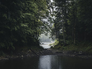 Scenic view of river amidst trees in forest