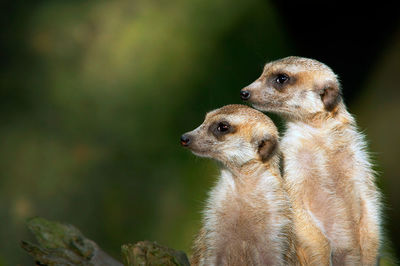 Close-up of meerkats