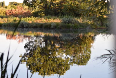 Reflection of trees in calm lake