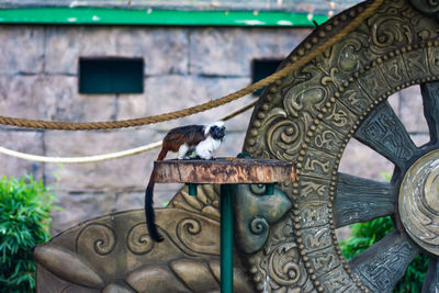 View of an animal on metal railing