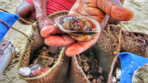 Close-up of hand holding oyster