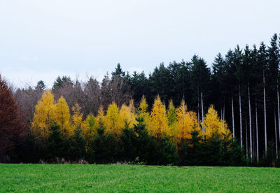 Trees against clear sky