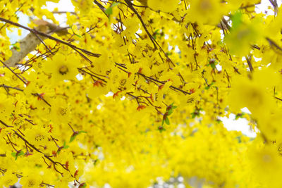 Low angle view of yellow flowering tree