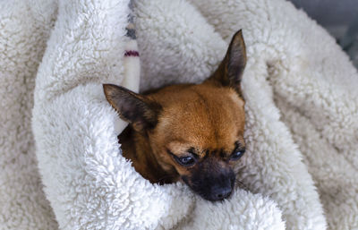 Close-up of a dog relaxing on rug