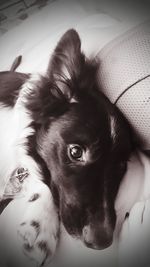 Close-up portrait of a dog