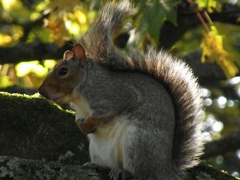 Close-up of squirrel in forest