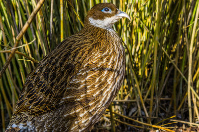 Close-up of a bird