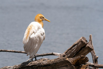 Close-up of bird perching on wooden post