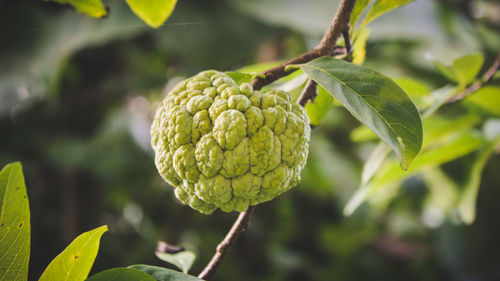 Close-up of fruit growing on plant