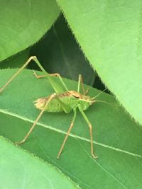 Close-up of insect on leaf