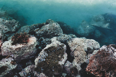 View of coral in sea