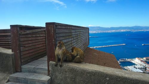 Monkeys sitting on retaining wall by sea against blue sky