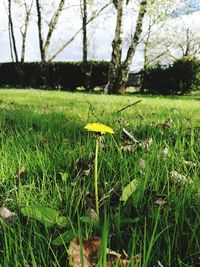 Plants growing on field