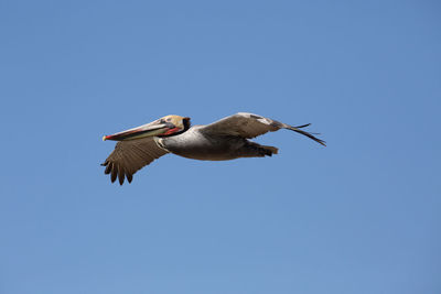 Low angle view of bird flying in sky