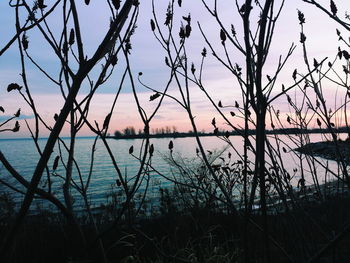 Reflection of trees in sea at sunset