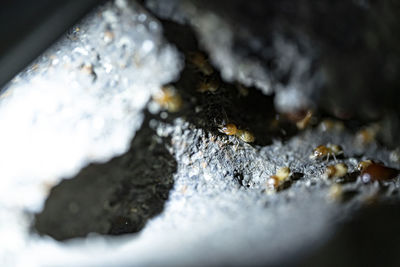 Close-up of snow on rock