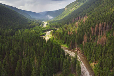 Panoramic view of pine trees and mountains against sky