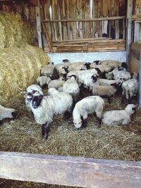 Sheep relaxing on ground
