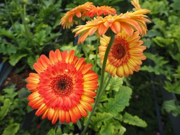 Close-up of orange flowers blooming outdoors