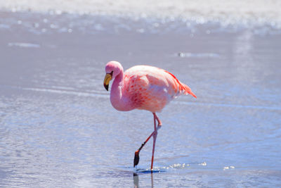 Flamingo drinking water