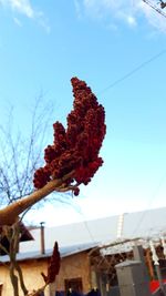 Low angle view of tree against sky